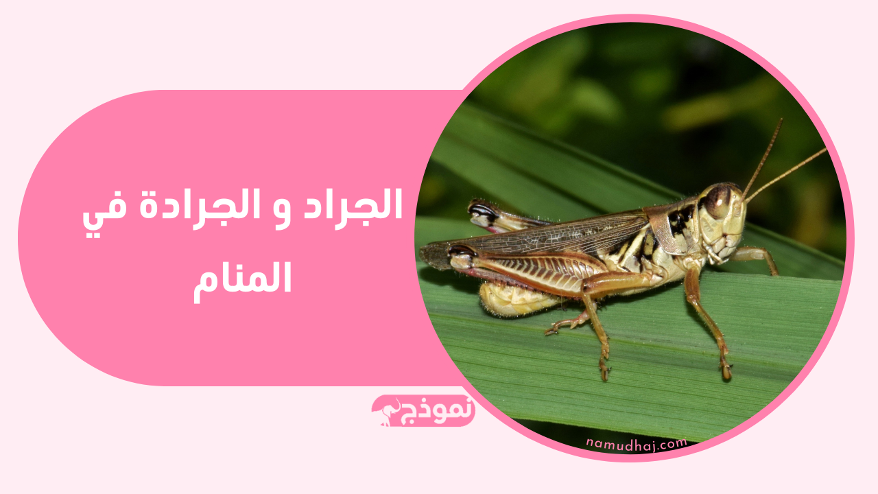 الجراد و الجرادة في المنام