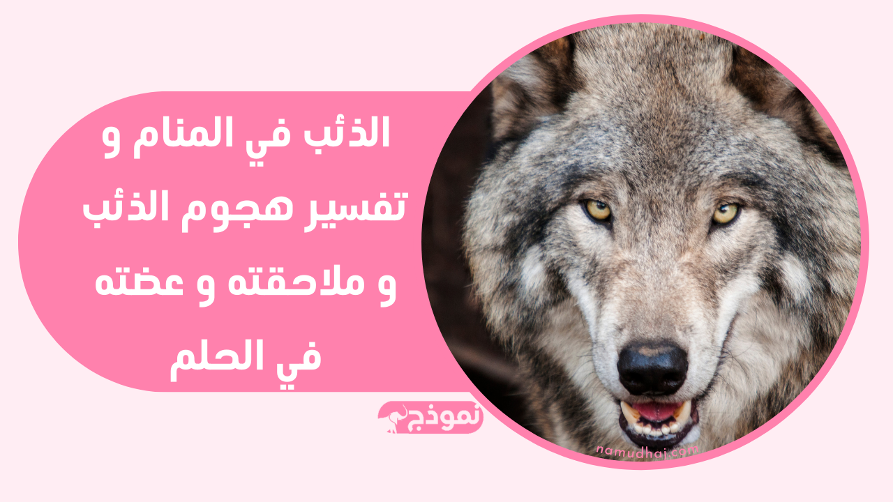 الذئب في المنام و تفسير هجوم الذئب و ملاحقته و عضته في الحلم