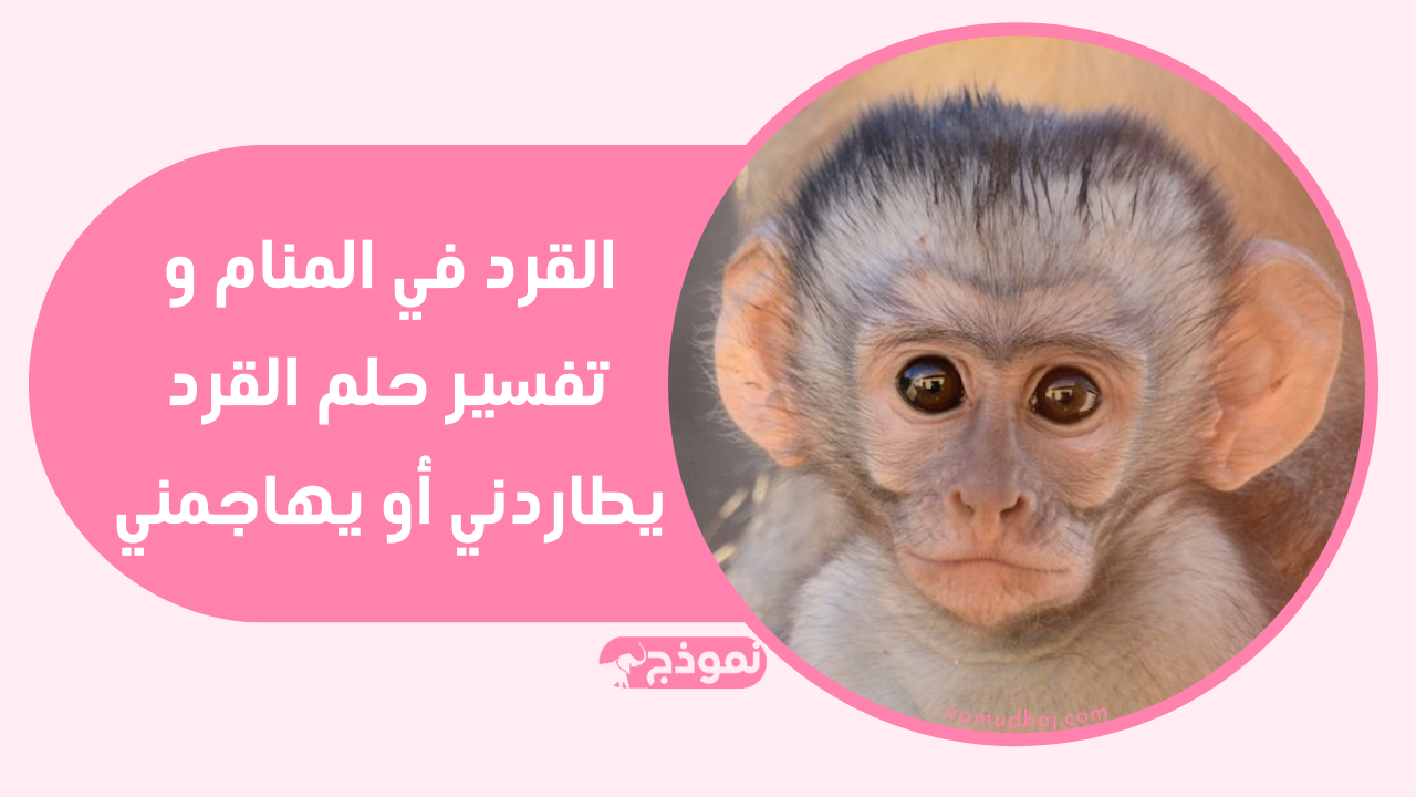 القرد في المنام و تفسير حلم القرد يطاردني أو يهاجمني