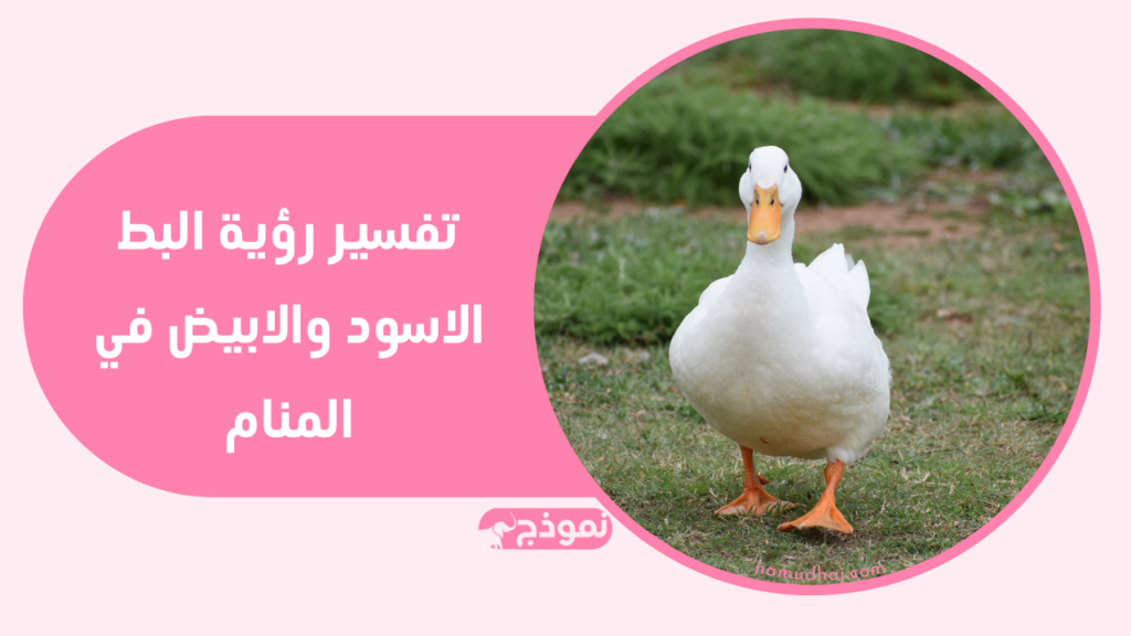 تفسير رؤية البط الاسود والابيض في المنام