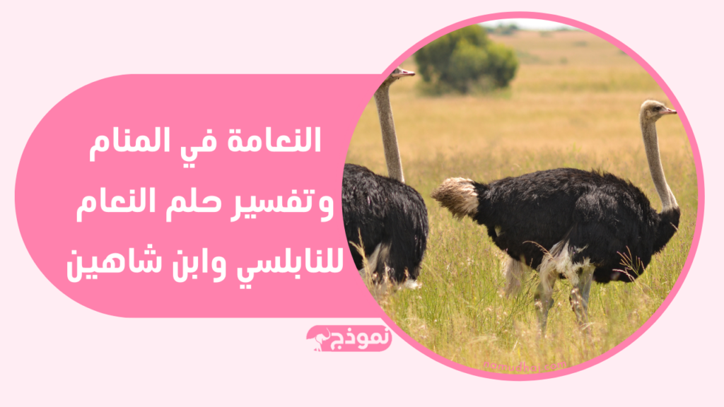 النعامة في المنام