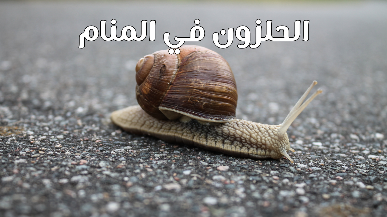 الحلزون في المنام