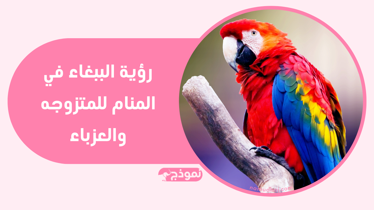 الببغاء الملون في منام العزباء يعد في التأويل رمزا إيجابيا للغاية،