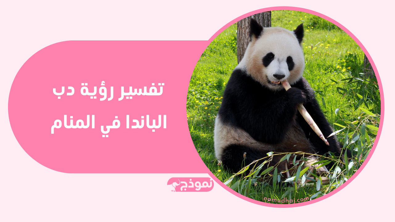 تفسير رؤية دب الباندا في المنام