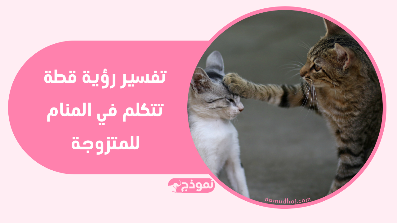 تفسير رؤية قطة تتكلم في المنام للمتزوجة