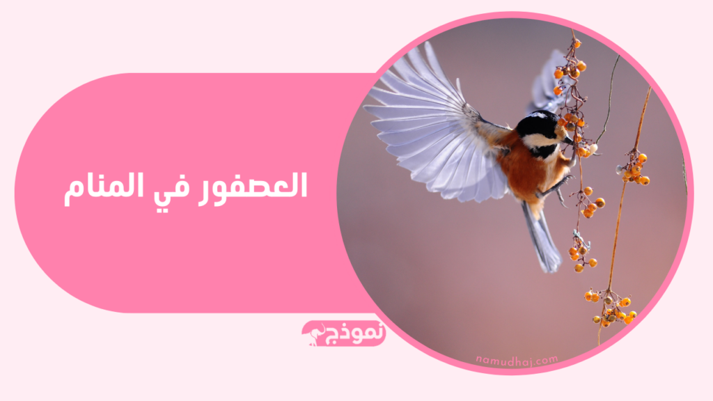 العصفور في المنام وتفسير حلم العصافير بالتفصيل