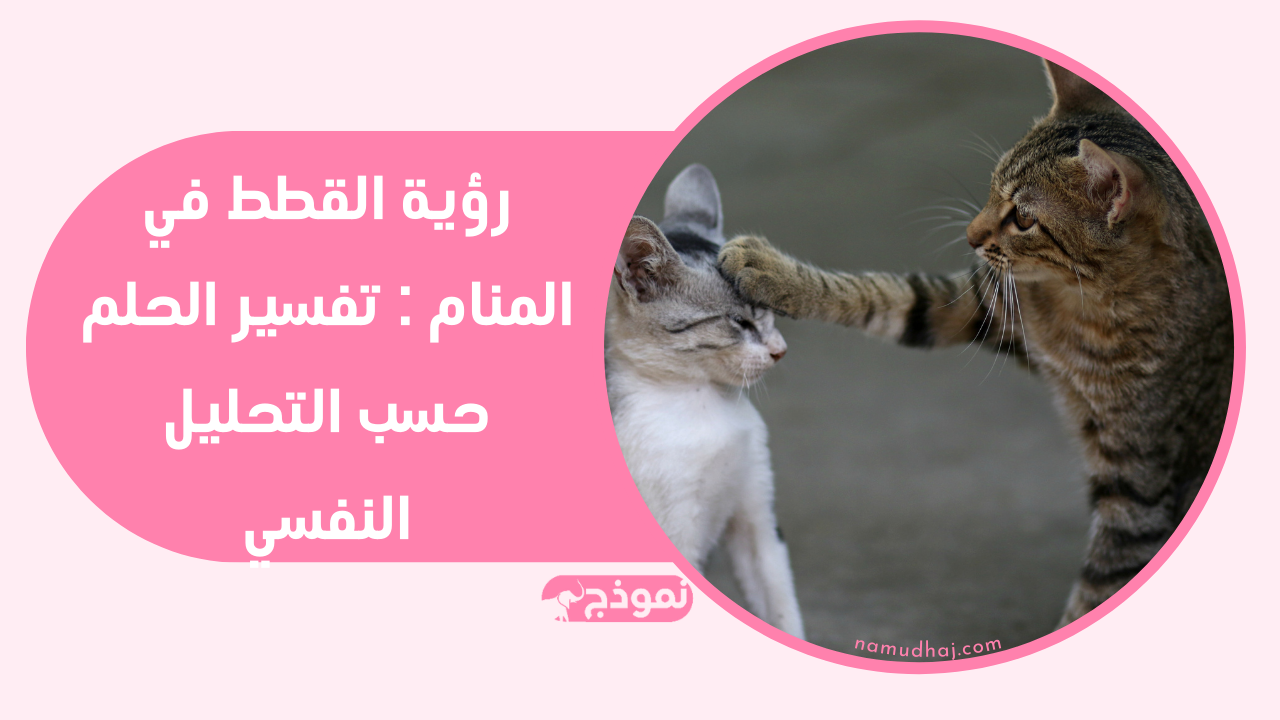 القطط في المنام