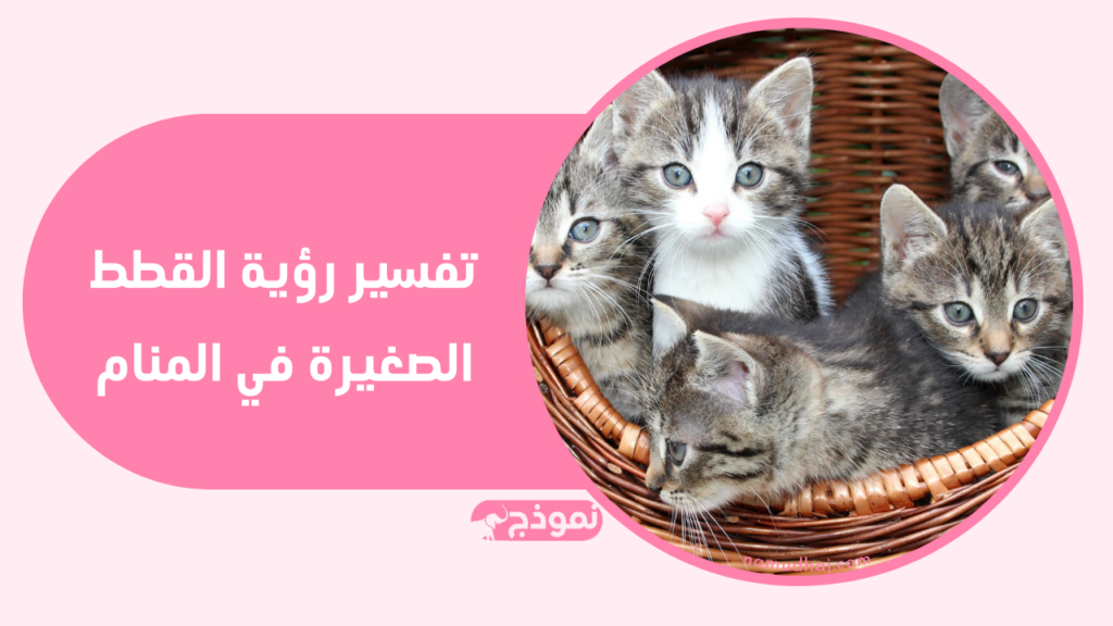 صورة لقطط صغيرة كما يمكن رؤيتها في المنام