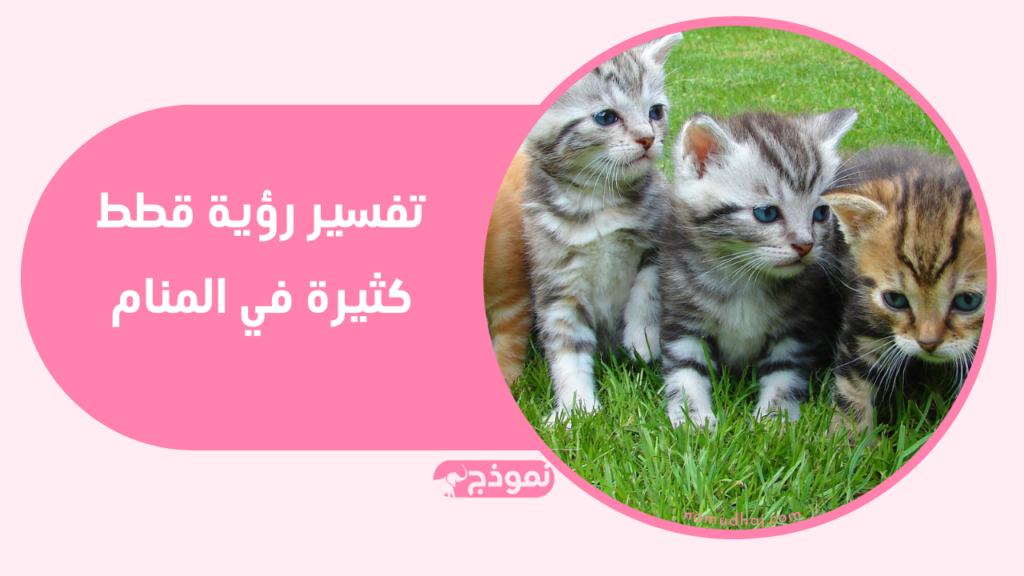 تفسير رؤية قطط كثيرة في المنام