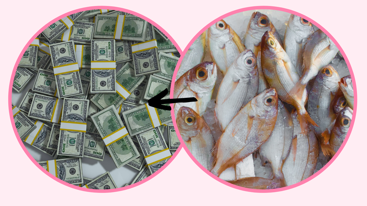 السمك في الشبكة وعلاقته بالمال الوفير