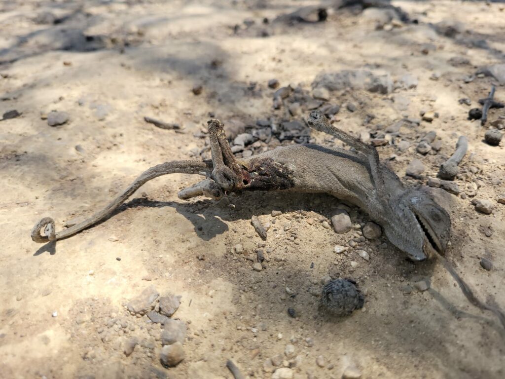 تفسير حرق الحرباء في المنام