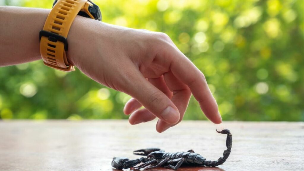  لدغة العقرب الأسود في المنام