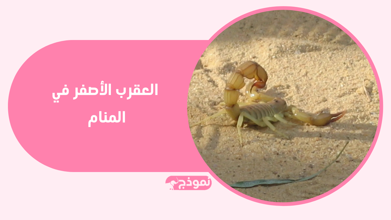 العقرب الأصفر في المنام يرمز إلى المرض أو التعب الشديد