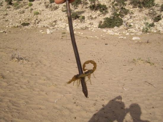 قتل العقرب الأصفر في المنام